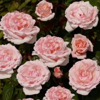 20 เมล็ด กุหลาบ นำเข้า Renaissance Rose Seeds สายพันธุ์ Raquel ดอกไม้สีส้มโอรส