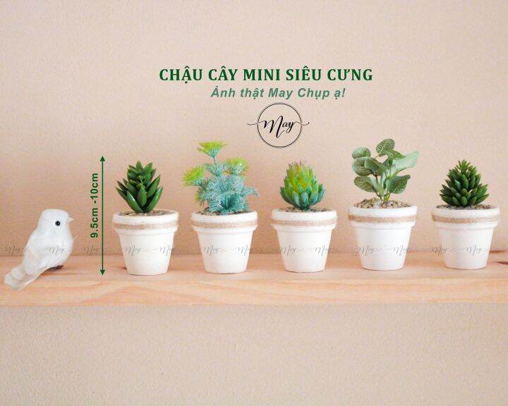 Chậu cây mini trang trí: \