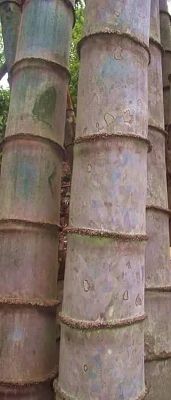 ขายส่ง 100 เมล็ด เมล็ดไผ่หกยักษ์ The giant bamboo มีชื่อเรียกอย่างอื่นว่า หว่าซึ ไผ่นวลใหญ่ ไผ่โป ไผ่ยักษ์ Bamboo seeds ไผ่ วงศ์หญ้า ไม้ไม่ผลัด