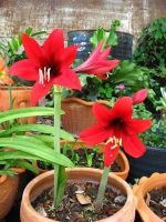 ดอกสีแดงและสีโอรส พันธุ์พื้นเมือง2หัว/ชุด ว่านสี่ทิศ amaryllis  ทนแดดทนฝน  20-22 ซม.ปลูกง่าย ออกดอกบ่อย เรียกทรัพย์