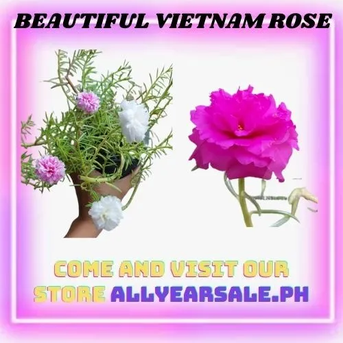 Beautiful Portulaca Grandiflora Moss Rose Vietnam Rose Ten O Clock Flower Alas Diyes Garden Moss Rose Flower Lazada Ph