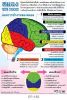 INTOP By OST Plastic Poster The Brain สมอง : 50x70 Cm #EP-160