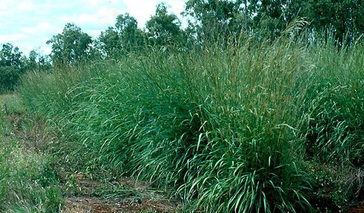 ขายส่ง-1-กิโลกรัม-เมล็ดหญ้ากัมบ้า-andropogon-gayanus-พืชตระกูลหญ้า-เมล็ดพันธ์หญ้า-หญ้าอาหารสัตว์-หญ้าพันธุ์-หญ้ารูซี่-หญ้ากินนี-หญ้าอะตราตั้ม