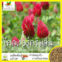 เมล็ดพันธุ์ โคลเวอร์ คริมสัน 700 เมล็ด Crimson Clover เมล็ดพันธุ์แท้ นำเข้าจากต่างประเทศ ปลูกง่าย โตไว พืชผัก สวนครัว