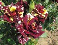 30 เมล็ด เมล็ดพันธุ์ กุหลาบ สตาร์แอนด์สไตร้พส์ Tiger Striped Rose seed สี แดง-เหลือง ดอกใหญ่ นำเข้าจากต่างประเทศ พร้อมคู่มือ เมล็ดใหม่