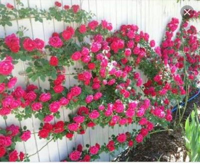 30 เมล็ด เมล็ดพันธุ์ Garden กุหลาบ สายพันธุ์ อังกฤษ เลื้อย สีชมพูบานเย็น Climbing Rose seed ดอกใหญ่ นำเข้าจากต่างประเทศ พร้อมคู่มือ