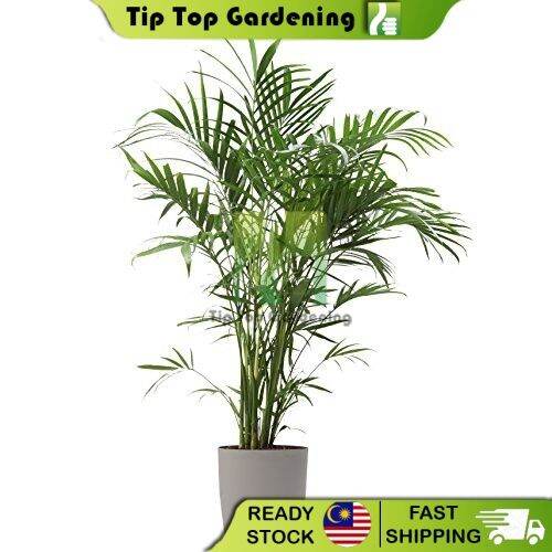 REAL LIVE INDOOR PLANT CHAMAEDOREA CATARACTARUM BAMBOO PALM WITH POT ...