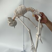 85cm human skeleton with scaffold human skeleton spine can be bent to disassemble nerve intervertebral disc blood vessels