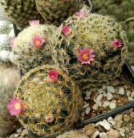 แคตัส แมมขนนกเหลือง Mammillaria schiedeana Ehrenb ลุ้นสีดอก ชมพู แดง ขาว ราคาถูก  5  ต้น แถม 1 ต้น