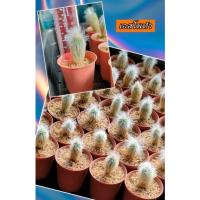 โปรโมชั่น แคคตัส เอสโพทัว กระบองเพชร cactus ราคาถูก  แคคตัส กระบองเพรช ตะบองเพรช ไม้จิ๋ว ไม้ตั้งโต๊ะทำงาน ไม้ประดับ ไม้มงคล ไม้ดอก