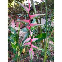 (vาย เหง้าพันธุ์) มี5สีให้เลือก ต้น เฮลิโคเนีย Heliconia heliconia ดอก เหง้า Pimvimon หน่อ Beefsteak บีฟสเต๊ก บีฟสเต็ก