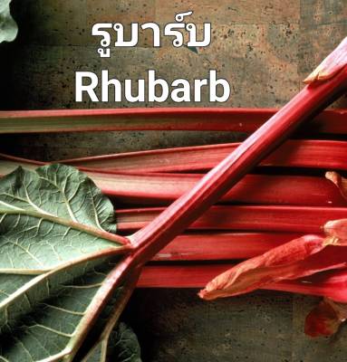 รูบาร์บ รูบาร์บเบลเยี่ยม Rhubarb Seeds เมล็ดพันธุ์รูบาร์บแบ่งขาย 5 เมล็ด