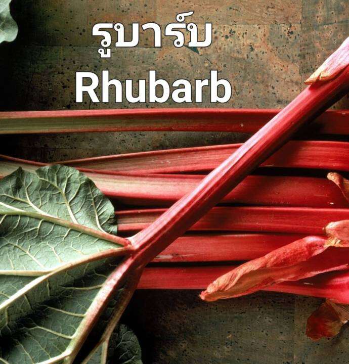 รูบาร์บ-รูบาร์บเบลเยี่ยม-rhubarb-seeds-เมล็ดพันธุ์รูบาร์บแบ่งขาย-5-เมล็ด