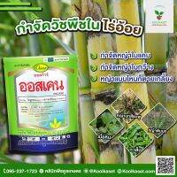 กำจัดหญ้า ออสเคน 1 กิโลกรัม หญ้าใบแคบ ใบกว้าง เบี้ยหิน คูลเกษตร KP13