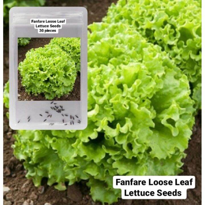 Fanfare Loose leaf Lettuce Seeds (30 pcs) Lazada PH