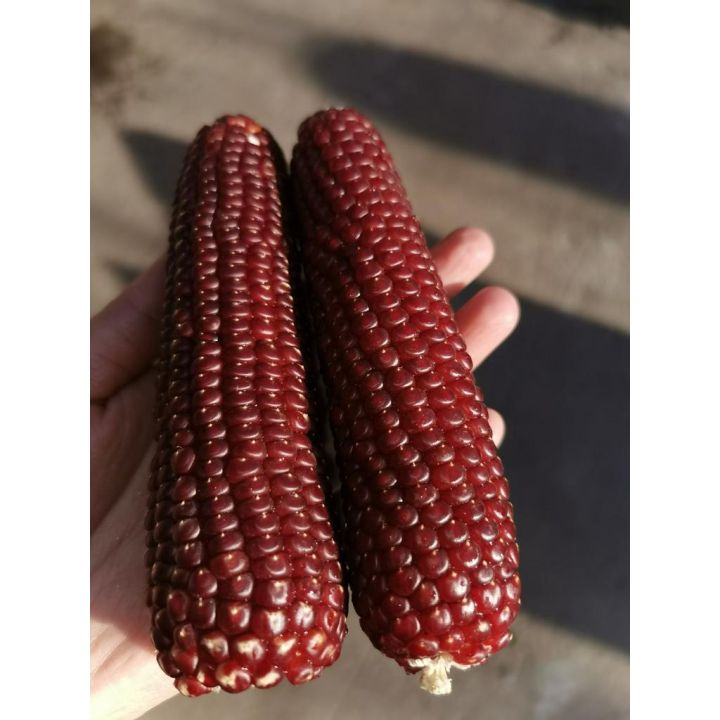 pro-โปรแน่น-เมล็ดข้าวโพดแดง-red-corn-seeds-เมล็ดพันธุ์ผัก-plants-เมล็ดดอกไม้-พันธุ์ไม้ดอก-ต้นไม้ฟอกอากาศ-ต้นไม้ประดับ-ของแต่งสวน-ราคาสุดคุ้ม-พรรณ-ไม้-น้ำ-พรรณ-ไม้-ทุก-ชนิด-พรรณ-ไม้-น้ำ-สวยงาม-พรรณ-ไม้