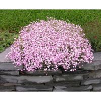 [50+เมล็ด] เมล็ดพันธุ์ ยิปโซฟิล่า สีชมพู / สีขาว เมล็ดพันธุ์ยิปโซ Pink Gypsophila เมล็ดยิปโซ ฟิลล่า พิงค์ พันธุ์แท้  [ไม่ใช่พืช! เป็นเมล็ดพันธุ์] [คลังสินค้าจุด][ขายตรงจากโรงงาน][ของแท้อย่างเป็นทางการ][โปรโมชั่นลดราคา][50 เมล็ดพันธุ์][เมล็ดผลไม้][เมล็ดพัน