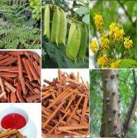 เมล็ดพันธุ์ 50 เมล็ด ฝางแดง หรือ ฝางเสน หรือ ฝางส้ม Caesalpinia sappan L.