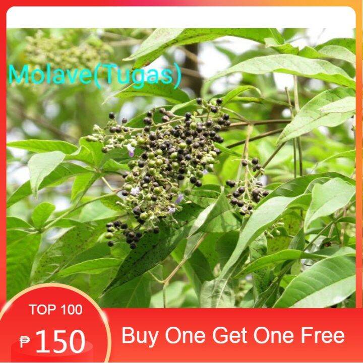 [Buy One Get One Free] Molave(Tugas) Tree Seeds (5 seeds) Lazada PH