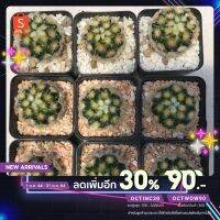 ( Promotion+++) คุ้มที่สุด [เหลือ 515 .- ใส่ "OCTWOW150"] Mammillaria camenae buddha japan  แมมคามิเน่บุดด้า ฟอร์มสวย Size3.5cm+ ราคาดี พรรณ ไม้ น้ำ พรรณ ไม้ ทุก ชนิด พรรณ ไม้ น้ำ สวยงาม พรรณ ไม้ มงคล