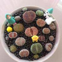 ไลทอป Lithop Plants (คละสีคละพันธุ์) ไลทอปน่ารักๆ เสริมการงาน การเงิน ความรัก สดใส สดชื่น ตั้งโต๊ะทำงาน Office/Home/Garden size0.3-6.3cm. 1/PCs