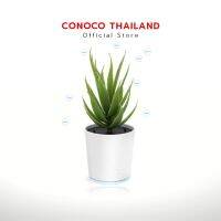 CONOCO ต้นไม้ปล่อยไอออน กรองPM2.5 ต้นไม้ฟอกอากาศ แบบมินิมอล