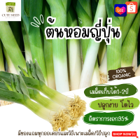 เมล็ดพันธุ์ต้นหอมญี่ปุ่น 20เมล็ด อัตราการงอก95% ปลูกง่าย โตไว(มีของแถมเป็นเมล็ดผักกวางตุ้งทุกออเดอร์)