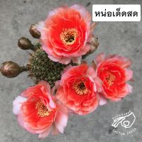 โลบิเวีย Lobivia Echinopsis  อิชินอป โล บิ เวีย หน่อเด็ดสด หน่อ อิชินอปซิส กระบองเพชร แคคตัส สวน เมล็ดกระบองเพชร