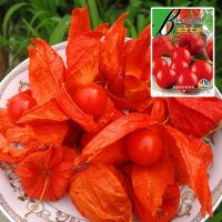 ซื้อ 1 แถม 1，50 เมล็ด (ไม่ใช่พืช) เมล็ดปุงปิง Cape Gooseberry เคพกูสเบอร์รี่