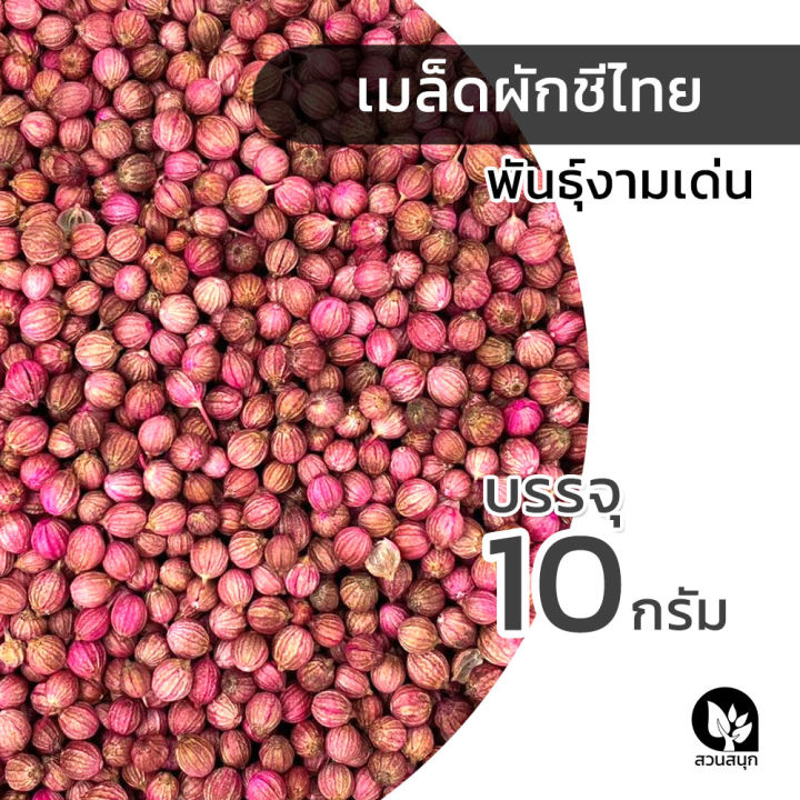 เมล็ดพันธุ์ผักชีไทย-แบ่งขาย-10-กรัม-ประมาณ-700-เมล็ด-ซื้อ-5-แถม-1