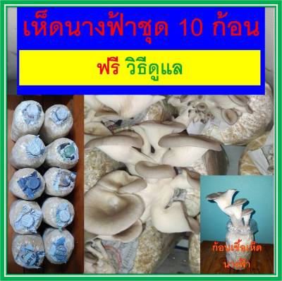 ชุดก้อนเชื้อเห็ดนางฟ้า 10 ก้อน เชื้อเห็ดเดินดีมาก มีคู่มือเพาะให้ด้วยคะ เพาะในโอ่ง เพาะในลังโฟม ตู้กับข้าว ตู้เย็นเก่า ห้องน้ำก็ได้คะ