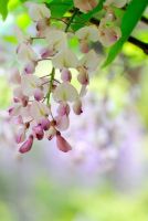 3 เมล็ดพันธุ์ เมล็ด วิสทีเรีย ดอกฟูจิ ไม้เถาวัลย์ ดอกเป็นช่อ สายพันธุ์ Pink Wisteria สีชมพู (Wisteria) Seeds