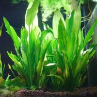 Artificial Plastic Water Plant Grass Aquarium Deco Plants Fish Tank Grass Flower Ornament Decor Aquatic Accessories