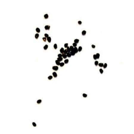 50-เมล็ดพันธุ์-เมล็ด-ซักคิวเลนต์-หรือ-ไม้อวบน้ำ-กระบองเพชร-succulent-seeds-อัตราการงอก-80-85