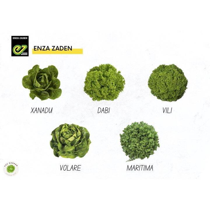 Repacked Enza Zaden Lettuce Seeds 100 Seeds Dabi Xanadu Vili Volare Maritima Lazada Ph 1936