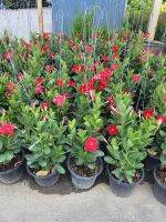 Mandevilla Aloha Red ต้นจันทร์ดารา สีแดง ไม้เลื้อย สูง 70 cm ในกระถาง 8นิ้ว ต้นจันทร์ดารา (ดอกสีแดง) ... เป็นต้นไม้ประดับที่มีดอกสวยเหมาะที่จะเอาขึ้นกระถางแขวนหรือปลูกลงดินขึ้นซุ้มก็สวยทั้งนั้น ดอกเป็นรูปทรงแตร