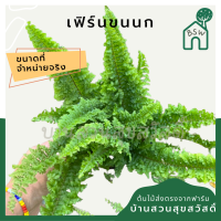 เฟิร์นขนนก กระถาง 5 นิ้ว