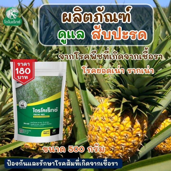 กำจัดโรคพืชที่เกิดจากเชื้อรา ใน สับปะรด เร่งฟื้นฟูจากการเข้าทำลายของเชื้อรา ไตรโครเร็กซ์ ปุ๋ยน้ำอะมิโน โดย ไดโนเร็กซ์ | Lazada.co.th กำจัดโรคพืชที่เกิดจากเชื้อรา ใน สับปะรด เร่งฟื้นฟูจากการเข้าทำลายของเชื้อรา ไตรโครเร็กซ์ ปุ๋ยน้ำอะมิโน โดย ไดโนเร็กซ์ | Lazada.Co.Th