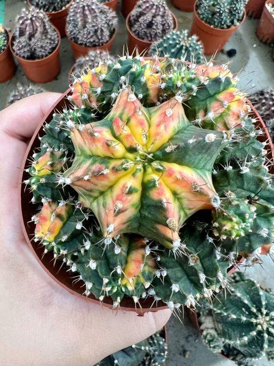 caimd-กระบองเพชร-แคคตัส-cacuts-gymnocalycium-multicolor-variegated-ยิมโนคาไลเซียม-มัลติโคเลอร์-ยิมโนเรนโบว์-ยิมโน7ส