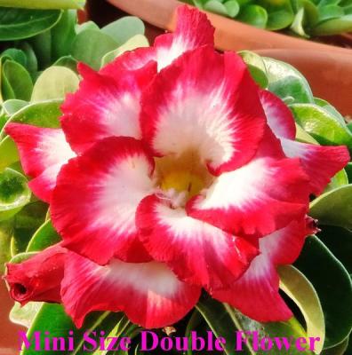 12 เมล็ด เมล็ดพันธุ์ ชวนชม สายพันธุ์ไต้หวัน ดอกซ้อน Adenium Seeds กุหลาบทะเลทราย Bonsai Desert Rose ราชินีบอนไซ อัตรางอกสูง 70-80%