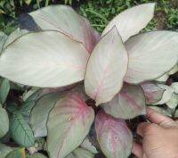 คล้าใบละร้อย/คล้าใบล่ะพัน(Calathea vaginata Petersen) เป็นไม้มงคล ไม้ประดับและเป็นไม้ใบสวย เหมาะแก่การปลูกไว้ประดับภายในสวน/ภายในบ้าน