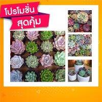 ขายดีอันดับ1 กุหลาบหิน ไม้อวบน้ำ succulent แคคตัส เพชร เมล็ดพันธ์ดี ส่งทั่วไทย ต้นไม้ ฟอก อากาศ กระถาง ต้นไม้ ไม้ ประดับ ต้นไม้ ปลูก ใน บ้าน