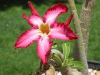 12 เมล็ด เมล็ดพันธุ์ ชวนชม สายพันธุ์ไต้หวัน ดอกชั้นเดียว Adenium Seeds กุหลาบทะเลทราย Desert Rose ราชินีบอนไซ อัตราการงอกสูง 80-90% มีคู่มือปลูก