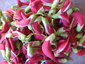 HCMgói 10 hạt -giống bông sua đũa Thái Đỏ tứ quý hoa quanh năm