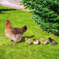 Outdoor Garden Decor Farmyard-themed Garden Decor Acrylic Garden Stakes Hen And Chicks Statues Animal Lawn Decorations