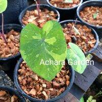 โปรแรง ลูกบอนเลม่อน​Colocasia​ Lemon-Lime​ Gecko​ ส่งยกกระถาง เก็บเงินปลายทาง