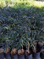 สะเดาดำ(black neem)เสียบยอดขนาด45ซม.