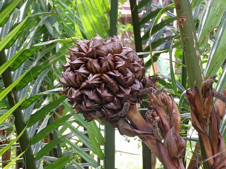 ขายส่ง-เมล็ดต้นจาก-nypa-palm-ชื่ออื่นว่า-ลูกชิด-ลูกจาก-ลูกชก-ลูกลาน-ไม้ป่าชายเลน-สกุลปาล์ม-ลูกจากลอยแก้ว-ขนมจาก-น้ำตาลจาก-น้ำส้มจาก-20-เมล็ด