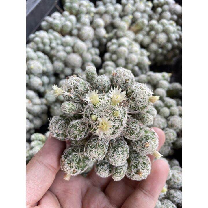 แมมตุ๊กตาญี่ปุ่น-mammillaria-gracilis-กระถาง-2-นิ้ว-ฟอมกอ-มีพร้อมจัดส่ง