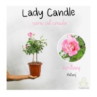 Treeno.9 T350 Lady Candle​ (กุหลาบ เลดี้ แคนเดิ้ล)​ ดอกสีชมพู ต้นใหญ่ ถุง  8 นิ้ว สูง 60-70 ซม. ไม้ดอกประดับ ดอกสวย ออกดอกตลอดทั้งปี (ต้นไม้)